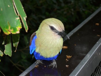 Blue-bellied Roller (Coracias cyanogaster) at NA by Lee