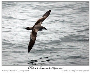 Buller's Shearwater (Puffinus bulleri) by Ian