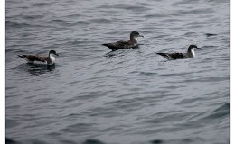 Lee’s Two Word Tuesday –&nbsp;5/9/17