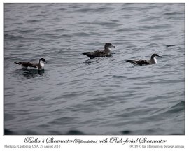 Buller's Shearwater (Puffinus bulleri) by Ian