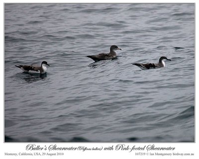 Buller's Shearwater (Puffinus bulleri) and Pink-footed Shearwater (Puffinus creatopus) by Ian