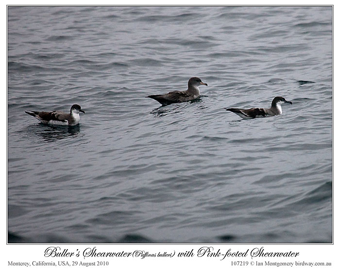 Buller's Shearwater (Puffinus bulleri) by Ian