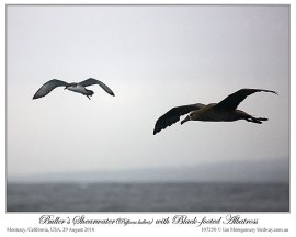 Buller's Shearwater (Puffinus bulleri) and Black-footed Albatross (Phoebastria nigripes) by Ian