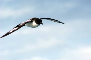 Cape Petrel (Daption capense) by Bob-Nan