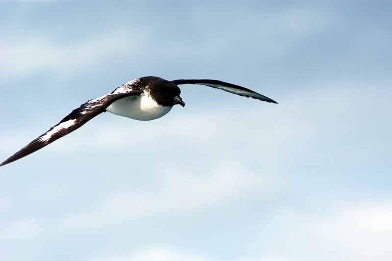 Cape Petrel (Daption capense) by Bob-Nan