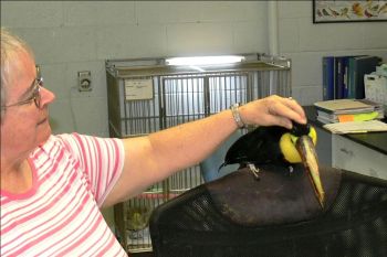 Gracie the retired Chestnut-mandibled Toucan (Ramphastos swainsonii)