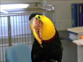 Gracie the retired Chestnut-mandibled Toucan (Ramphastos swainsonii)