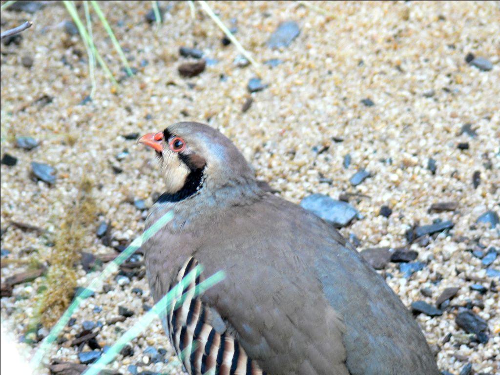Chukar Partridge (Alectoris chukar) at NA by Lee