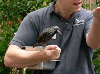 Common Starling (Sturnus vulgaris) by Lee NA Feeding
