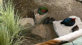 Crested Partridge (Rollulus rouloul) at NA by Lee M-F and Babies