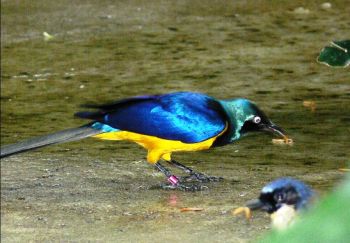 Golden-breasted Starling (Lamprotornis regius) at NA by Lee