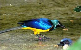 Birdwatching the National Aviary – Tropical&nbsp;Forest