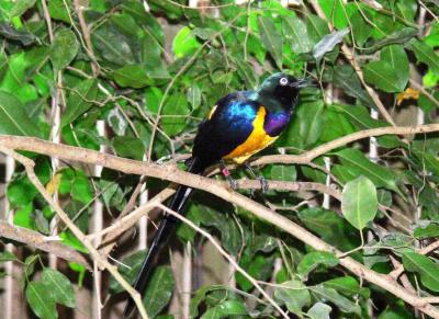 Golden-breasted Starling at NA