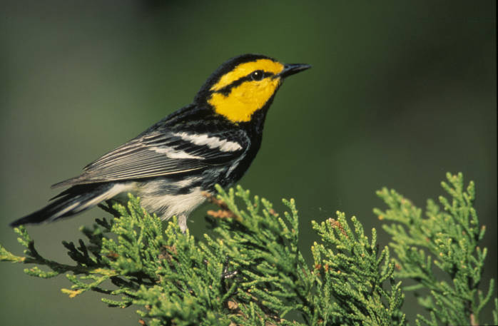 Golden-cheeked Warbler (Setophaga chrysoparia) ©USFWS