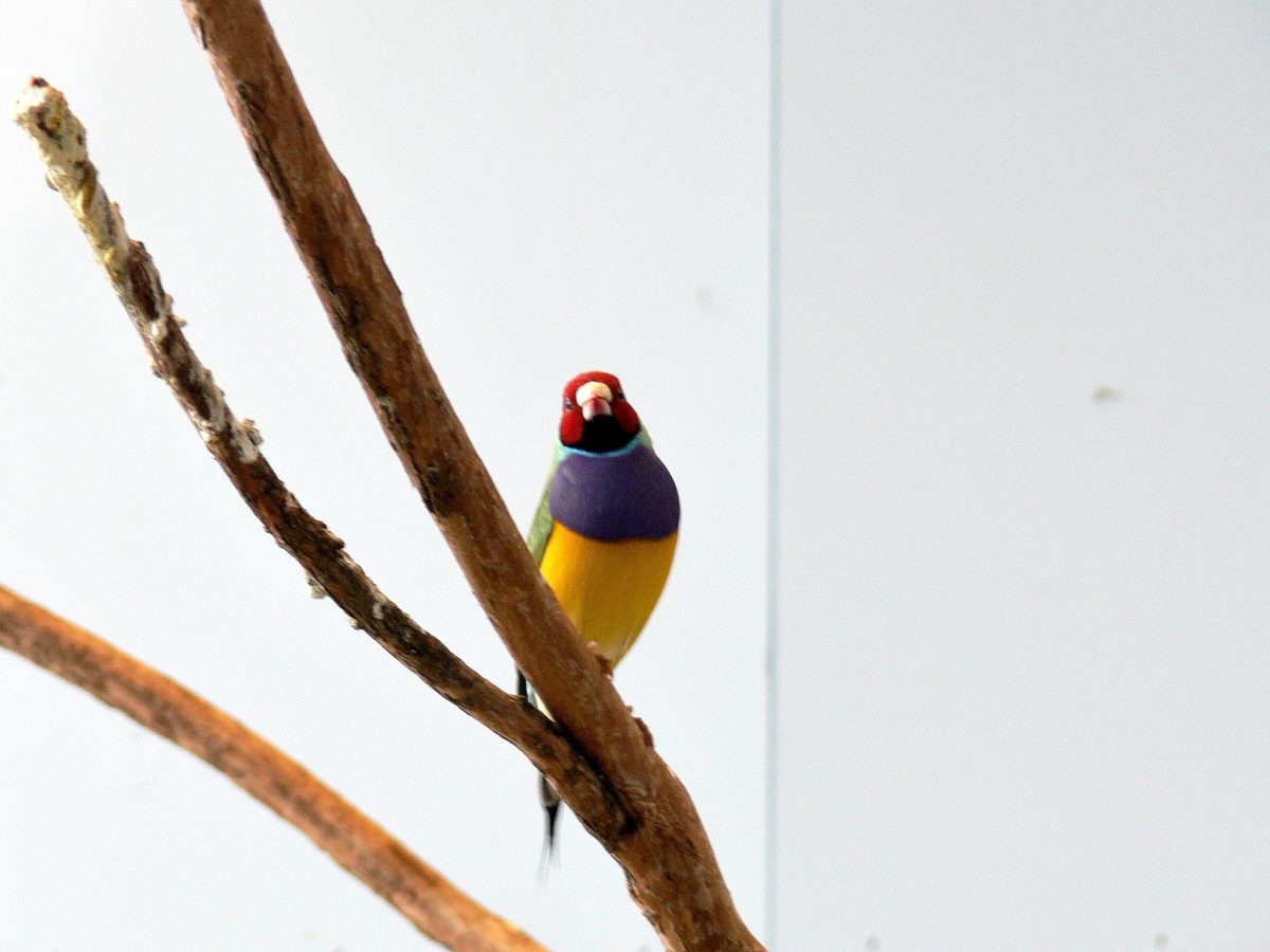 Gouldian Finch (Erythrura gouldiae) at NA by Lee