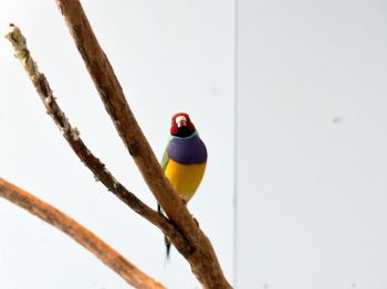 Gouldian Finch (Erythrura gouldiae) at NA by Lee