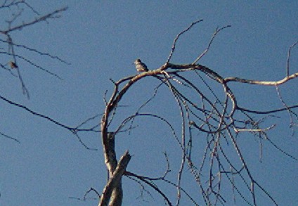 Green Kingfisher (Chloroceryle americana) by Lee at Santa Ana NWR TX
