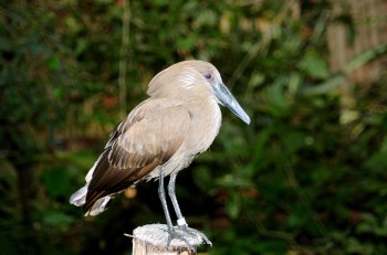 Hamerkop (Scopus umbretta) at NA by Dan