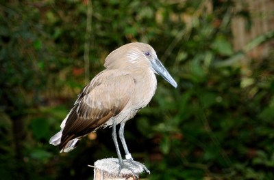 Hamerkop (Scopus umbretta) at NA by Dan