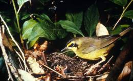 Birds Vol 2 #2 – The Kentucky&nbsp;Warbler