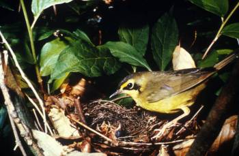 Kentucky Warbler (Oporornis formosus) ©USFWS
