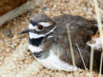 Killdeer (Charadrius vociferus) at NA by Lee