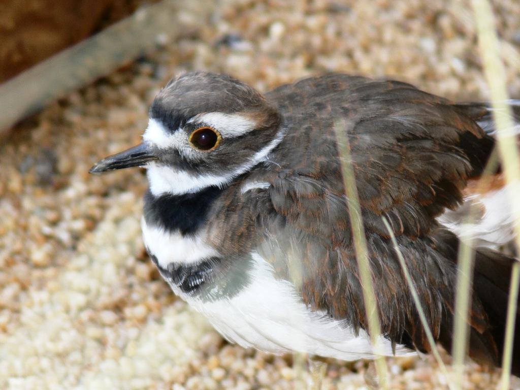 Killdeer (Charadrius vociferus) at NA by Lee