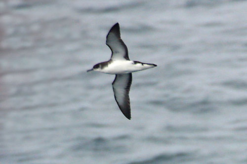 Manx Shearwater (Puffinus puffinus) ©AGrosset