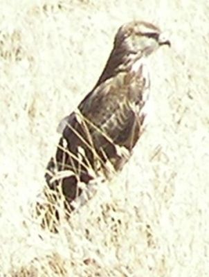Mountain Buzzard (Buteo oreophilus) ©WikiC
