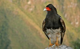 Birds of the Bible – Preying Mountain Birds&nbsp;III