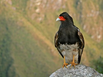 Mountain Caracara (Phalcoboenus megalopterus) ©WikiC