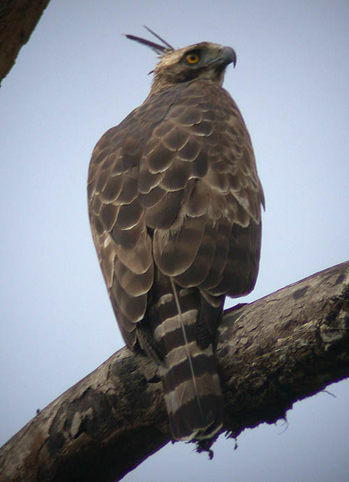 Mountain Hawk-Eagle (Nisaetus nipalensis) by Peter Ericsson