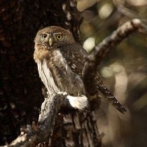 Mountain Pygmy Owl (Glaucidium gnoma) ©WikiC