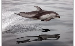 Plus – Amazing Dolphin&nbsp;Show