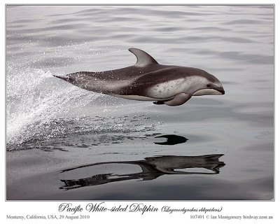 Pacific White-sided Dolphin by Ian
