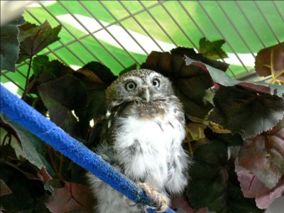 Pearl-spotted Owlet (Glaucidium perlatum) Breeding Room by Lee