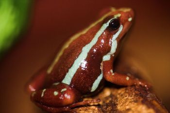 Poison Dart Frog - (Epipedobates tricolor)close ©Wiki
