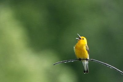 Prothonotary Warbler (Protonotaria citrea) Neal Addy Gallery