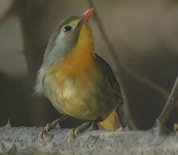 Red-billed Leiothrix (Leiothrix lutea) by Nikhil Devasar
