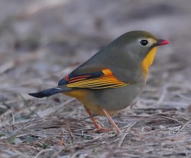 Red-billed Leiothrix (Leiothrix lutea) by Nikhil Devasar