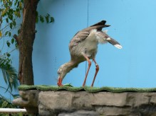 Red-legged Seriema (Cariama cristata) by Lee at National Aviary