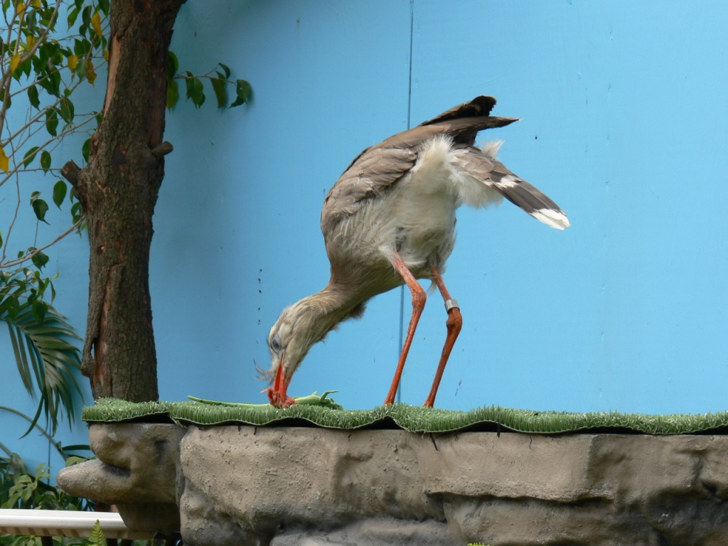 Red-legged Seriema (Cariama cristata) by Lee at National Aviary