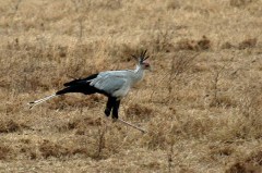 Secretarybird (Sagittarius serpentarius) by Bob-Nan