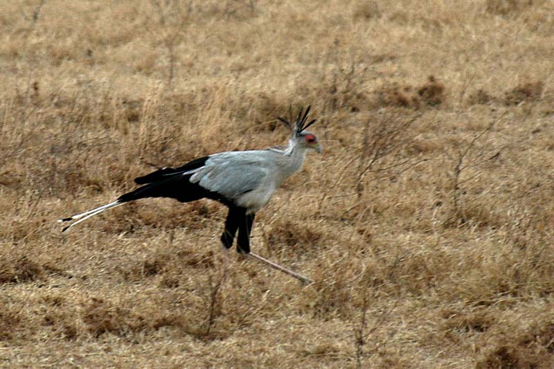 Secretarybird (Sagittarius serpentarius) by Bob-Nan