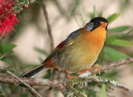Silver-eared Leiothrix (Leiothrix argentauris) by Ian