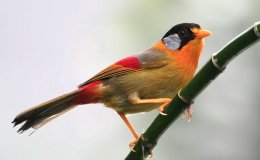 Birds in Christmas Hymns&nbsp;2018