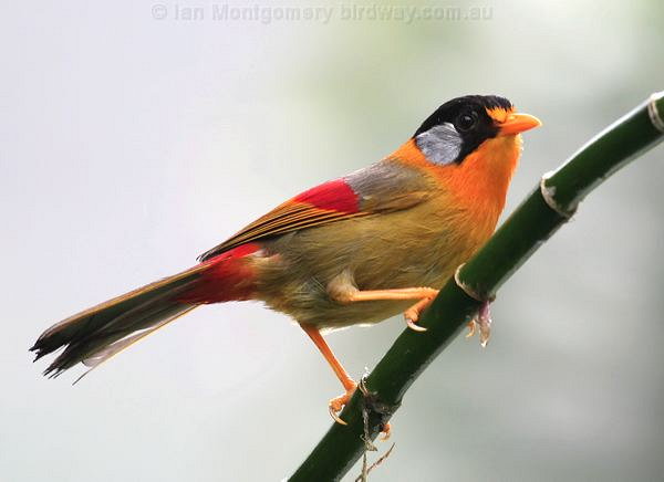 Silver-eared Leiothrix (Leiothrix argentauris) by Ian