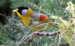 Christmas Birds – Gold and Silver (Revisited&nbsp;2022)