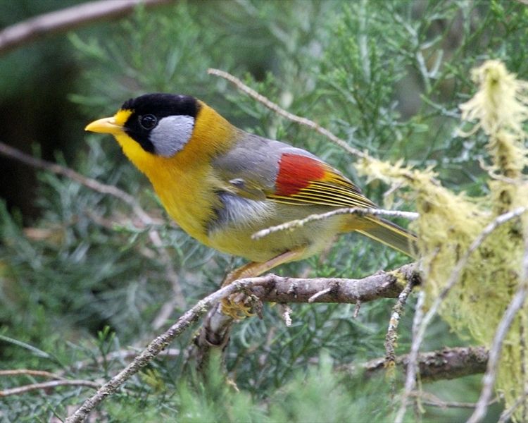 Silver-eared Leiothrix (Leiothrix argentauris) ©WikiC