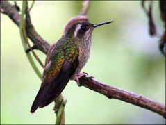 Speckled Hummingbird (Adelomyia melanogenys) by Ian